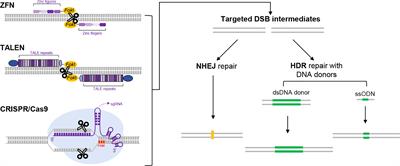 Precise somatic genome editing for treatment of inborn errors of immunity